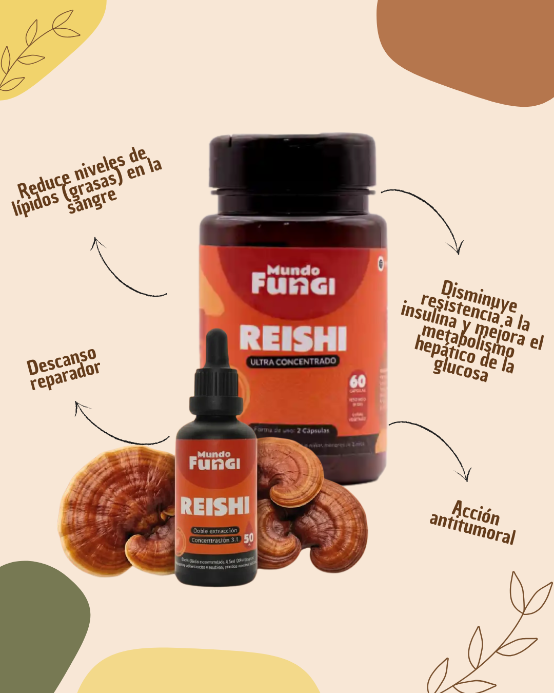 Reishi - Hormonal y Metabolismo
